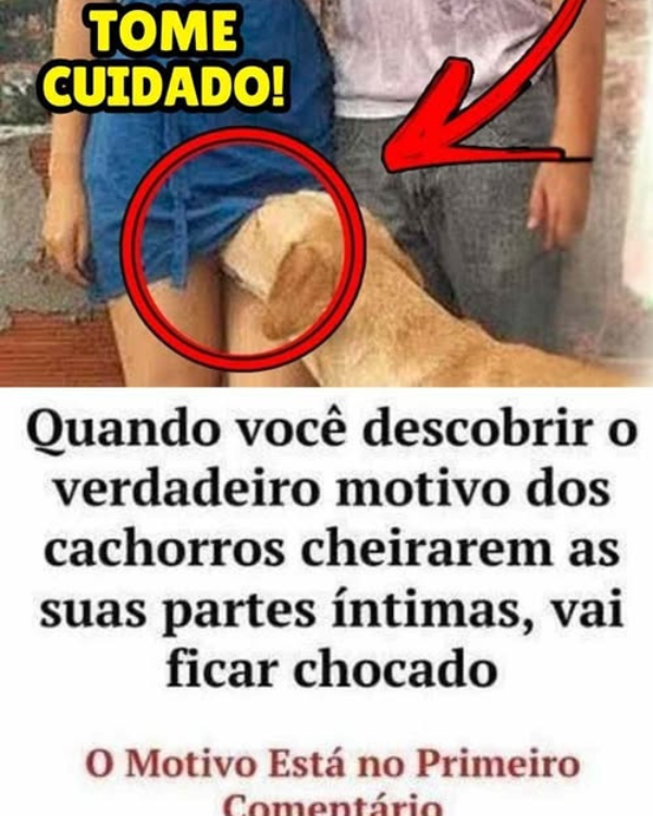 Por que os cachorros cheiram as partes íntimas das pessoas