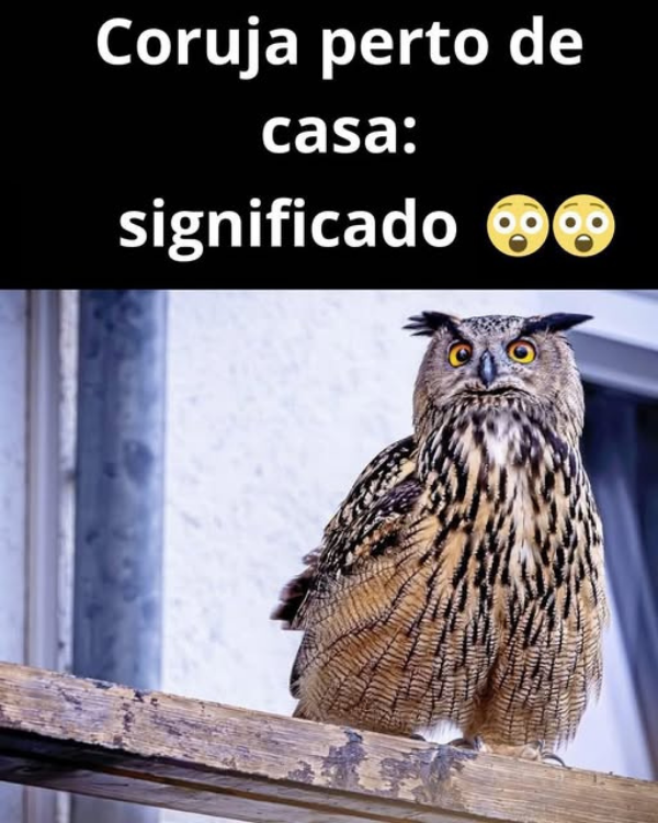 Você sabe o que significa quando uma coruja aparece perto de você?