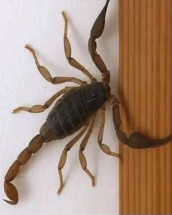 Escorpiões em casa: o que eles podem estar tentando lhe dizer