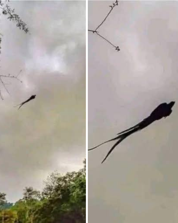 A foto estranha que viralizou nas redes sociais tem uma explicação incrível