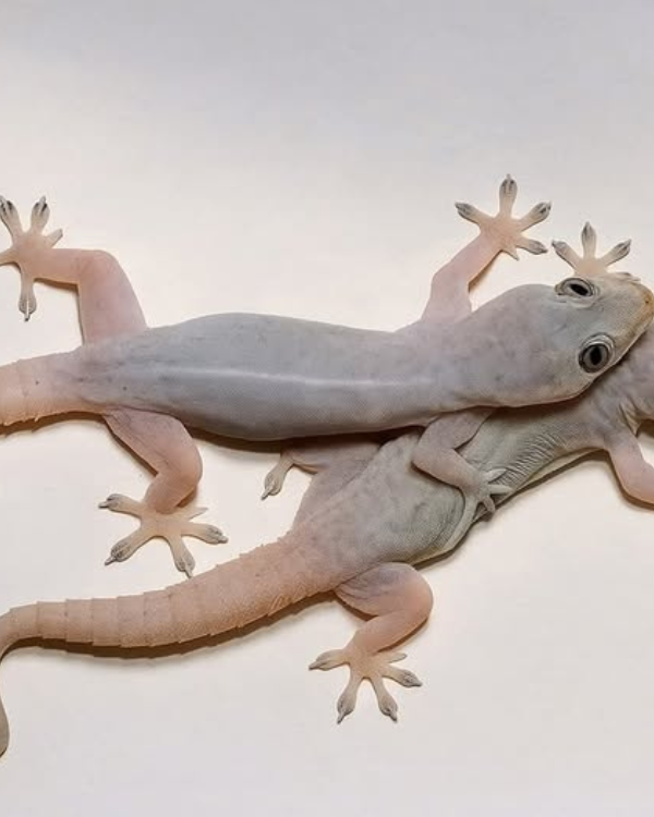 Lagartixa em Casa! O Sinal Importante Nunca Ignore