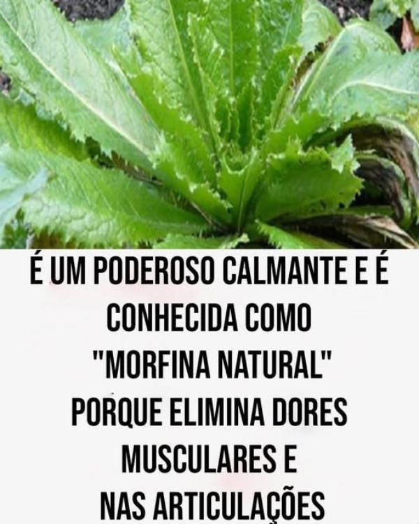 O melhor analgésico natural que funciona como morfina que você pode encontrar em seu quintal