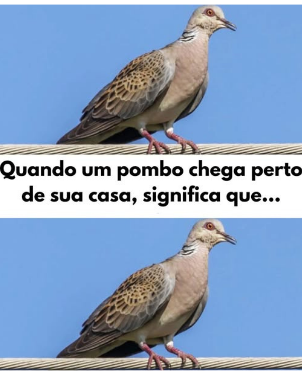 Qual o significado de um pombo perto de casa? Entenda as razões para sua presença